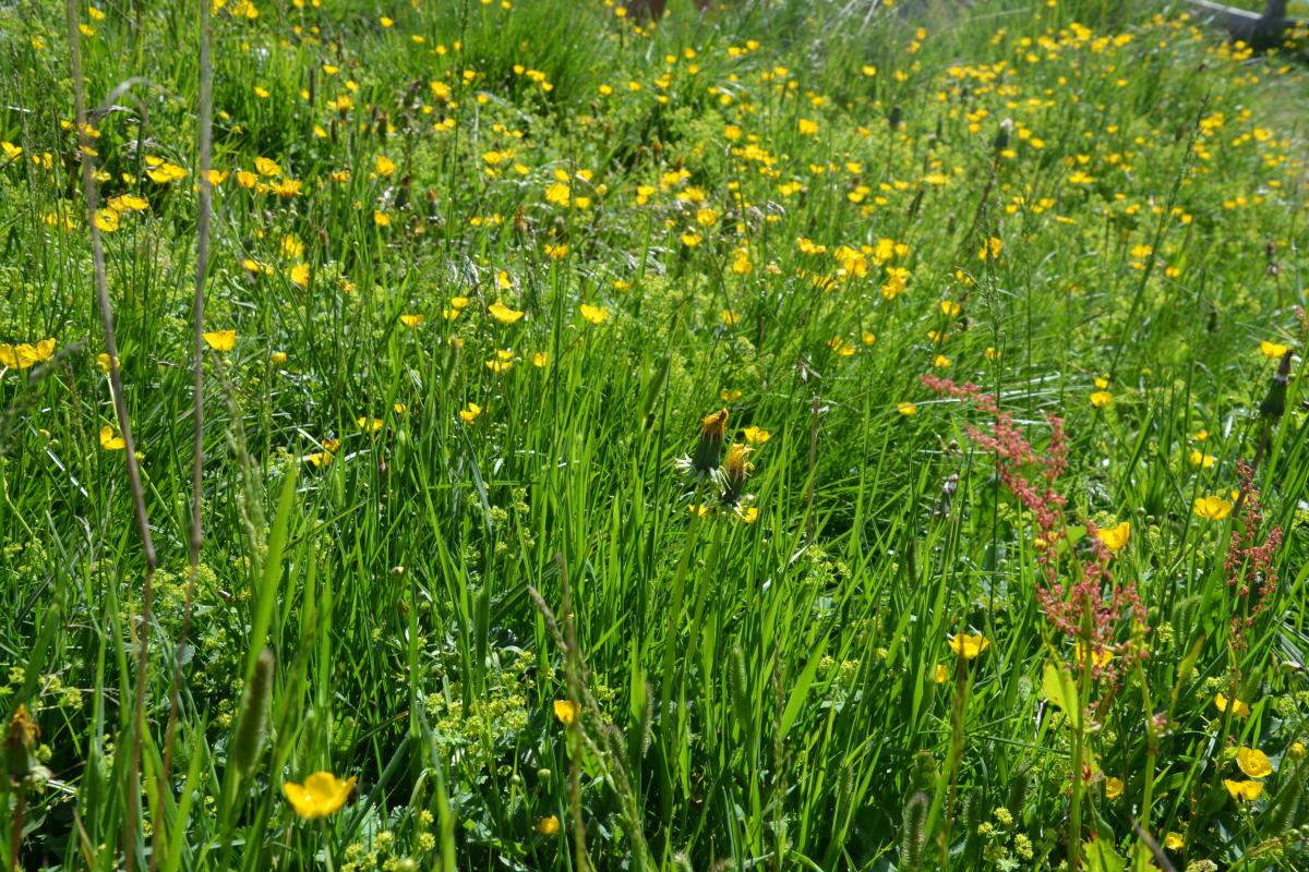 Platzer Alm 26.06.2019